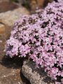 Phlox subulata Tamanoganei Płomyk szydlasty